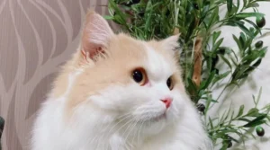 neconex　爪とぎ　猫